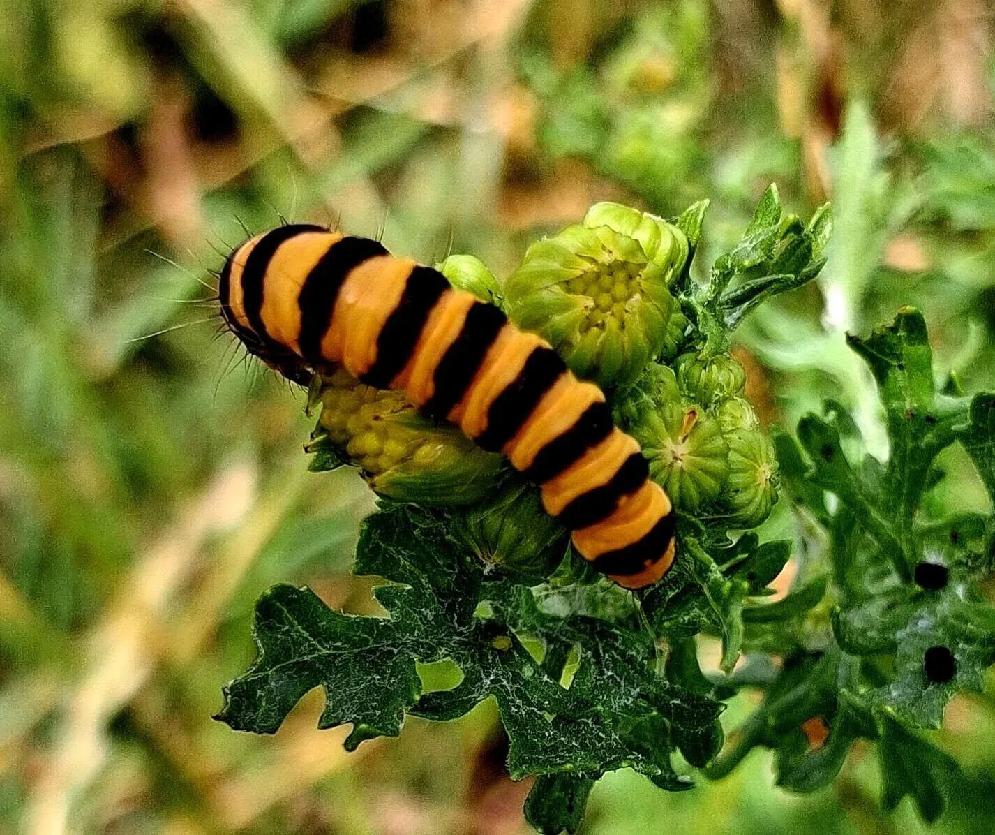 A striped cinnabar moth caterpillar on coastal vegetation
