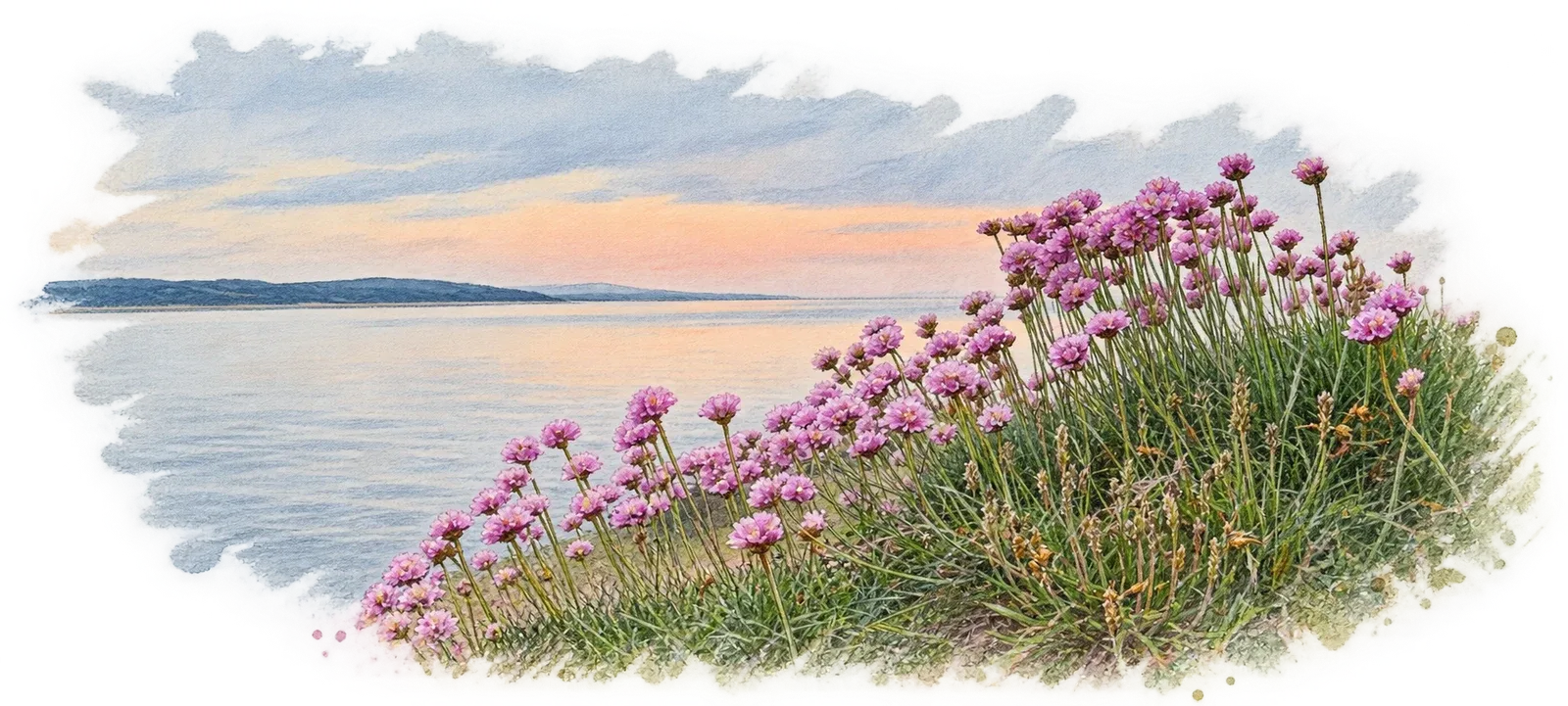 Watercolour sea thrift overlooking calm water beneath a softly coloured evening sky