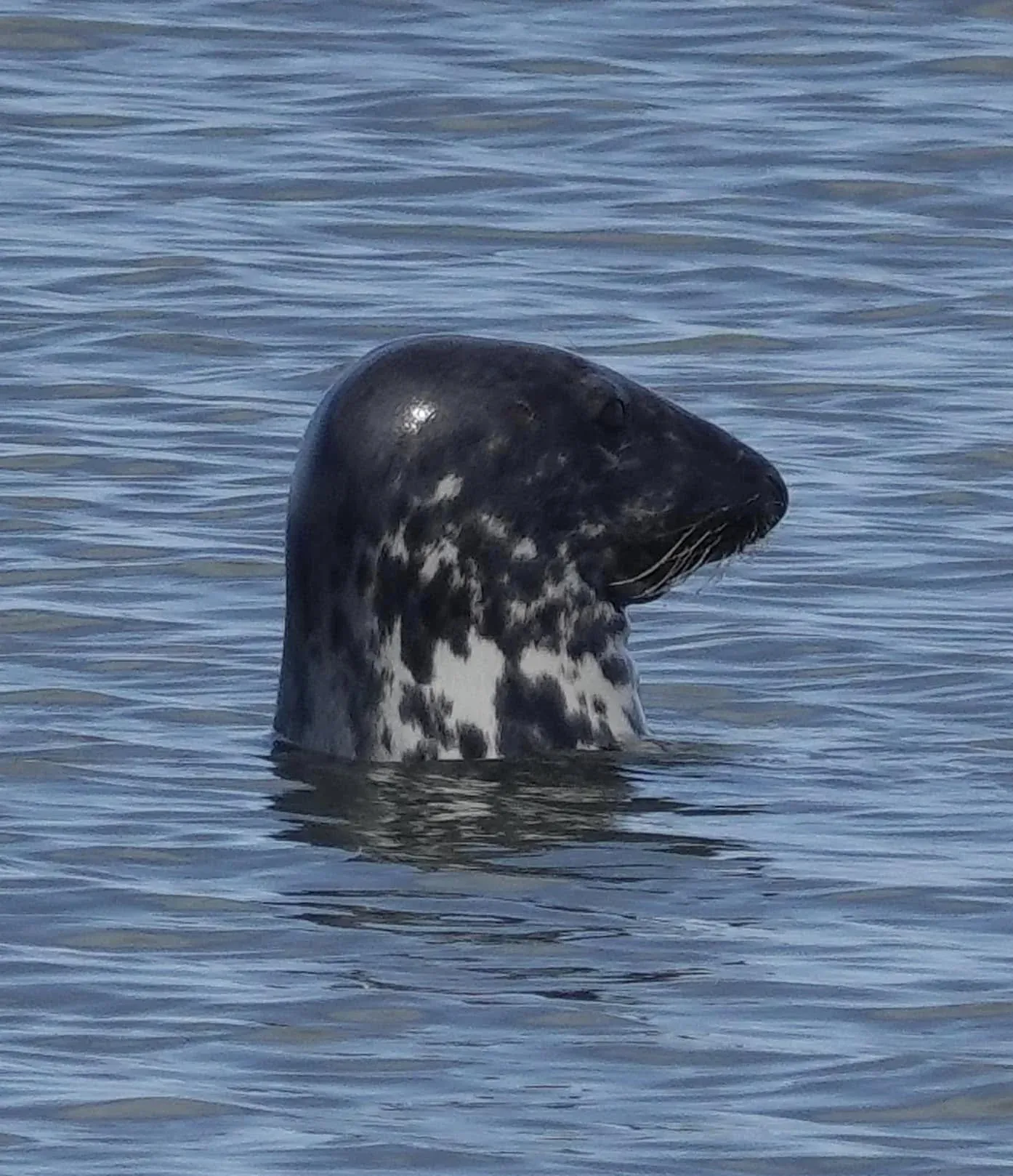 A grey seal in the estuary with its head and neck above the water
