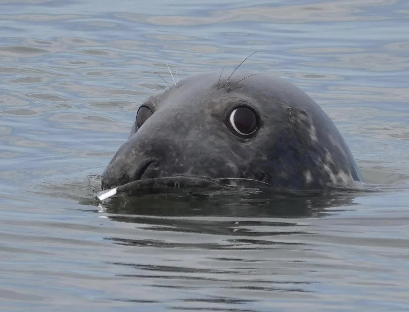 A grey seal looking above the surface of the water