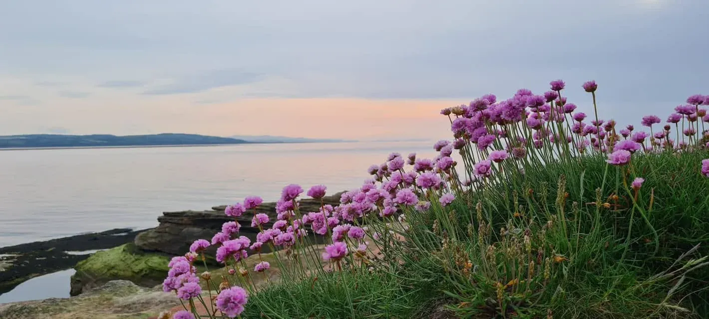 Sea thrift flowering beside rocks above the estuary