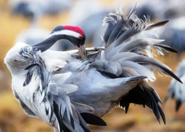Two seabirds displaying with raised crests and spread feathers