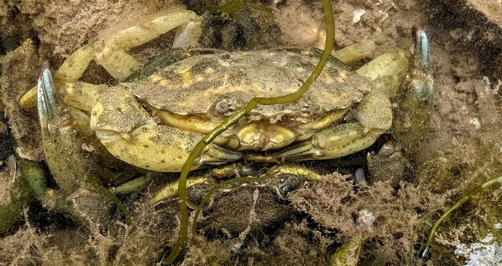 A shore crab among stones and seaweed