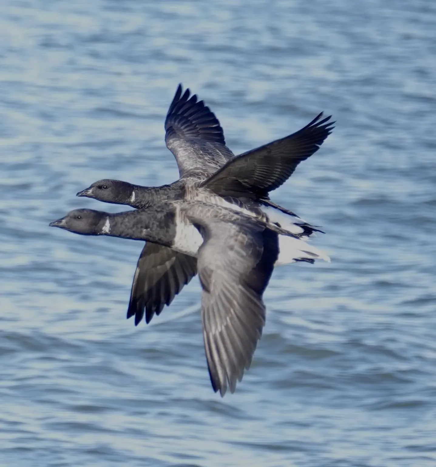 A dark shorebird flying over the water