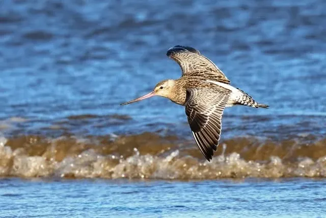 A wading bird flying low above the sea